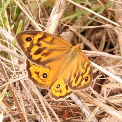 Heteronympha merope (Common Brown Butterfly) at O'Connor, ACT - 29 Dec 2023 by ConBoekel