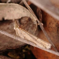 Faveria tritalis (Couchgrass Webworm) at O'Connor, ACT - 29 Dec 2023 by ConBoekel