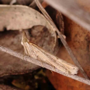 Faveria tritalis at Dryandra St Woodland - 29 Dec 2023