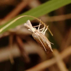 Culladia cuneiferellus (Crambinae moth) at Dryandra St Woodland - 29 Dec 2023 by ConBoekel