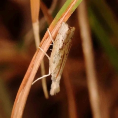 Culladia cuneiferellus at Dryandra St Woodland - 29 Dec 2023 12:10 PM