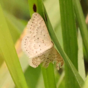 Idaea philocosma at Dryandra St Woodland - 29 Dec 2023