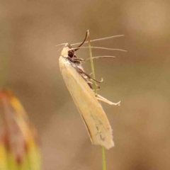 Telocharacta metachroa (A concealer moth) at Dryandra St Woodland - 29 Dec 2023 by ConBoekel