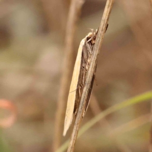 Telocharacta metachroa at Dryandra St Woodland - 29 Dec 2023