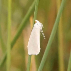 Tipanaea patulella (The White Crambid moth) at Dryandra St Woodland - 29 Dec 2023 by ConBoekel