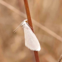 Tipanaea patulella (A Crambid moth) at Dryandra St Woodland - 29 Dec 2023 by ConBoekel