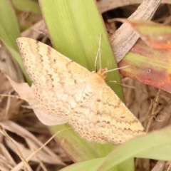 Scopula rubraria (Reddish Wave, Plantain Moth) at Dryandra St Woodland - 29 Dec 2023 by ConBoekel