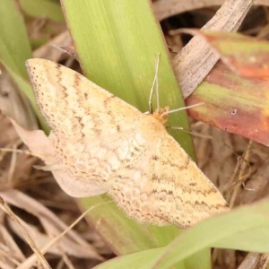 Scopula rubraria at Dryandra St Woodland - 29 Dec 2023