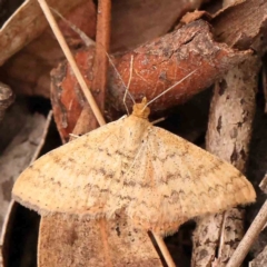 Scopula rubraria (Reddish Wave, Plantain Moth) at Dryandra St Woodland - 29 Dec 2023 by ConBoekel