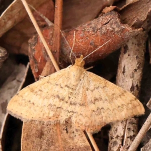 Scopula rubraria at Dryandra St Woodland - 29 Dec 2023