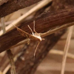Nacoleia rhoeoalis (A Crambid moth (Spilomelinae) at Dryandra St Woodland - 29 Dec 2023 by ConBoekel