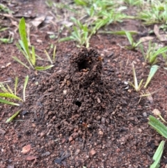 Camponotus consobrinus (Banded sugar ant) at O'Connor, ACT - 8 Jan 2024 by Choyster