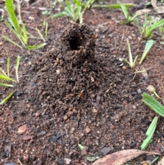 Camponotus consobrinus at O'Connor, ACT - 8 Jan 2024