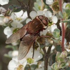 Copidapha sp. (March fly) at Namadgi National Park - 7 Jan 2024 by DPRees125