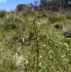 Prasophyllum sphacelatum (Large Alpine Leek-orchid) at Bimberi, NSW - 6 Jan 2024 by MattM