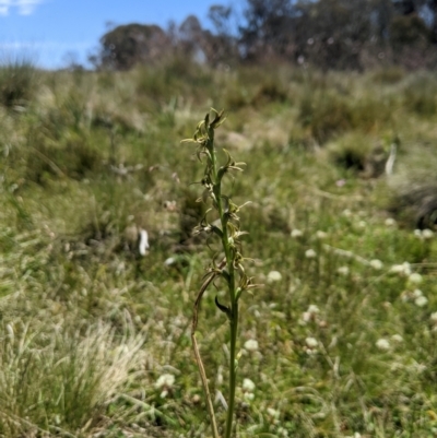 Prasophyllum sphacelatum (Large Alpine Leek-orchid) at Kosciuszko National Park - 6 Jan 2024 by MattM