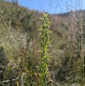 Paraprasophyllum sphacelatum at Kosciuszko National Park - suppressed