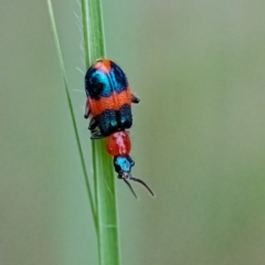 Dicranolaius bellulus (Red and Blue Pollen Beetle) at Cantor Crescent Woodland - 7 Jan 2024 by Untidy