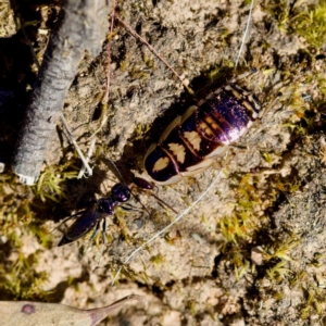 Ampulicidae (family) at Aranda Bushland - 17 Sep 2023