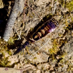 Ampulicidae (family) (Cockroach Wasp) at Aranda Bushland - 17 Sep 2023 by KorinneM