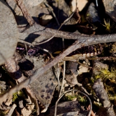 Ampulicidae (family) at Aranda Bushland - 17 Sep 2023