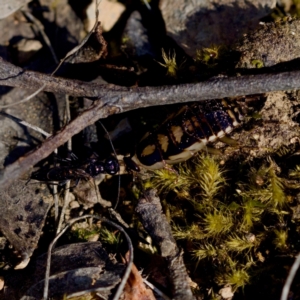 Ampulicidae (family) at Aranda Bushland - 17 Sep 2023