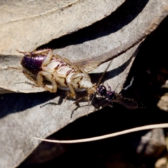 Ampulicidae (family) at Aranda Bushland - 17 Sep 2023