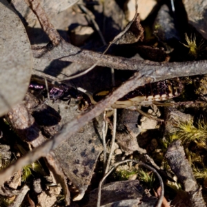 Robshelfordia sp. (genus) at Aranda Bushland - 17 Sep 2023