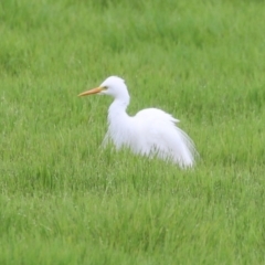 Ardea plumifera (Plumed Egret) at Fyshwick, ACT - 8 Jan 2024 by RodDeb