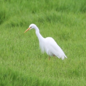 Ardea plumifera at Jerrabomberra Wetlands - 8 Jan 2024