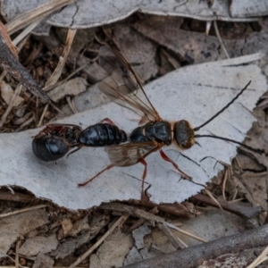 Thynninae (subfamily) at Cantor Crescent Woodland, Higgins - 7 Jan 2024