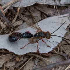 Thynninae (subfamily) (Smooth flower wasp) at Cantor Crescent Woodland - 7 Jan 2024 by Untidy