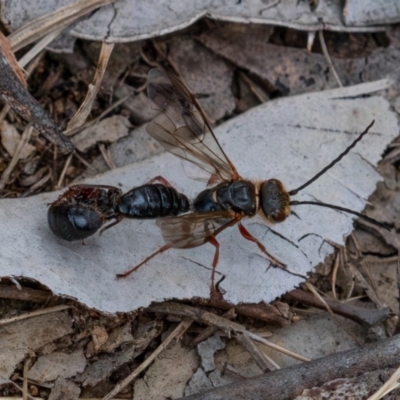 Thynninae (subfamily) (Smooth flower wasp) at Cantor Crescent Woodland - 7 Jan 2024 by Untidy