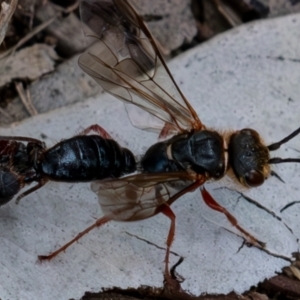 Thynninae (subfamily) at Cantor Crescent Woodland, Higgins - 7 Jan 2024 04:43 PM