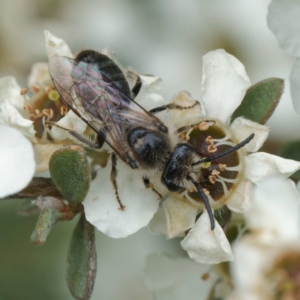 Leioproctus sp. (genus) at Namadgi National Park - 7 Jan 2024