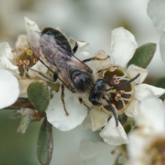 Leioproctus sp. (genus) (Plaster bee) at Namadgi National Park - 7 Jan 2024 by DPRees125
