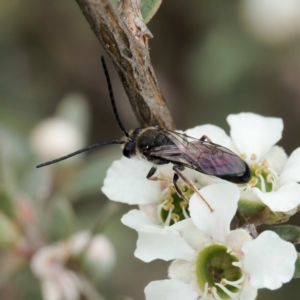 Leioproctus sp. (genus) at Namadgi National Park - 7 Jan 2024 01:48 PM