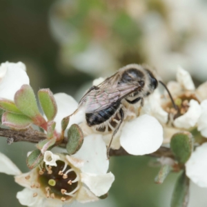 Leioproctus sp. (genus) at Namadgi National Park - 7 Jan 2024