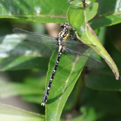 Hemigomphus gouldii (Southern Vicetail) at Rendezvous Creek, ACT - 6 Jan 2024 by Sarah2019