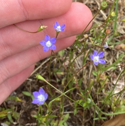Wahlenbergia multicaulis (Tadgell's Bluebell) at Garran, ACT - 1 Dec 2023 by Tapirlord