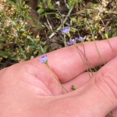 Wahlenbergia multicaulis at Garran, ACT - 1 Dec 2023