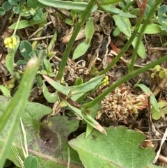 Wahlenbergia multicaulis at Garran, ACT - 1 Dec 2023