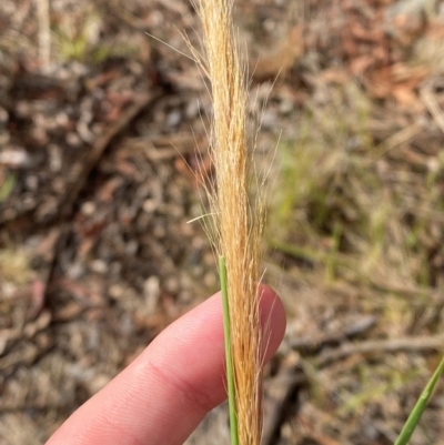 Dichelachne crinita (Long-hair Plume Grass) at Isaacs, ACT - 29 Nov 2023 by Tapirlord