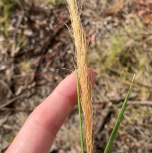 Dichelachne crinita at Isaacs Ridge and Nearby - 29 Nov 2023