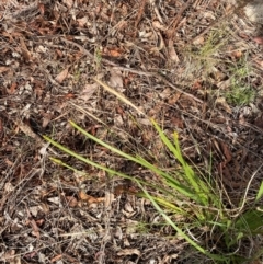 Dichelachne crinita at Isaacs Ridge and Nearby - 29 Nov 2023