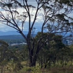 Eucalyptus melliodora (Yellow Box) at Isaacs Ridge and Nearby - 29 Nov 2023 by Tapirlord