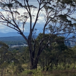 Eucalyptus melliodora at Isaacs Ridge - 29 Nov 2023 05:34 PM