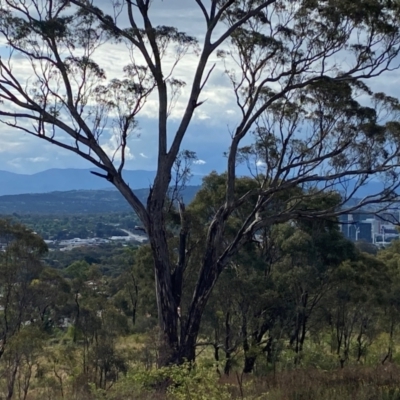 Eucalyptus melliodora (Yellow Box) at Isaacs, ACT - 29 Nov 2023 by Tapirlord