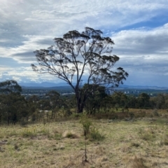 Eucalyptus melliodora at Isaacs Ridge - 29 Nov 2023 05:34 PM