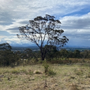 Eucalyptus melliodora at Isaacs Ridge and Nearby - 29 Nov 2023